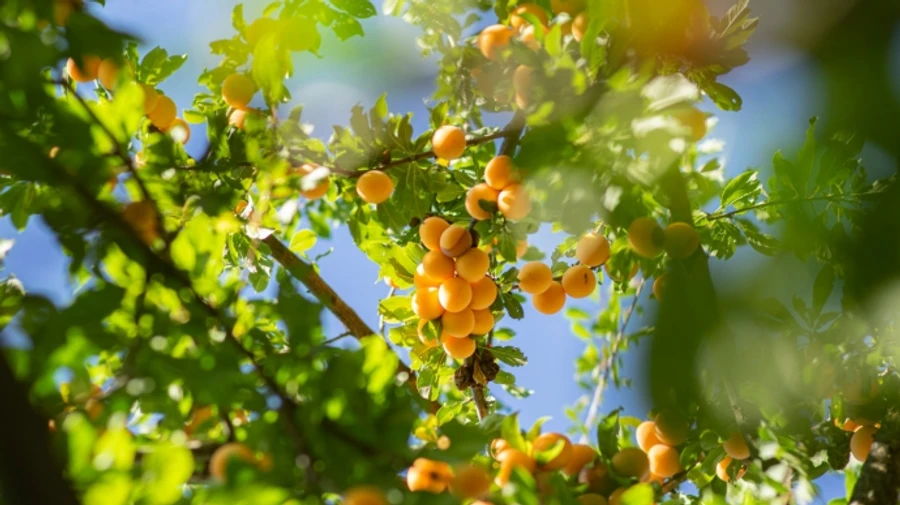 Прогноз на пятницу: на востоке сильная жара, на Левобережье ожидаются грозы