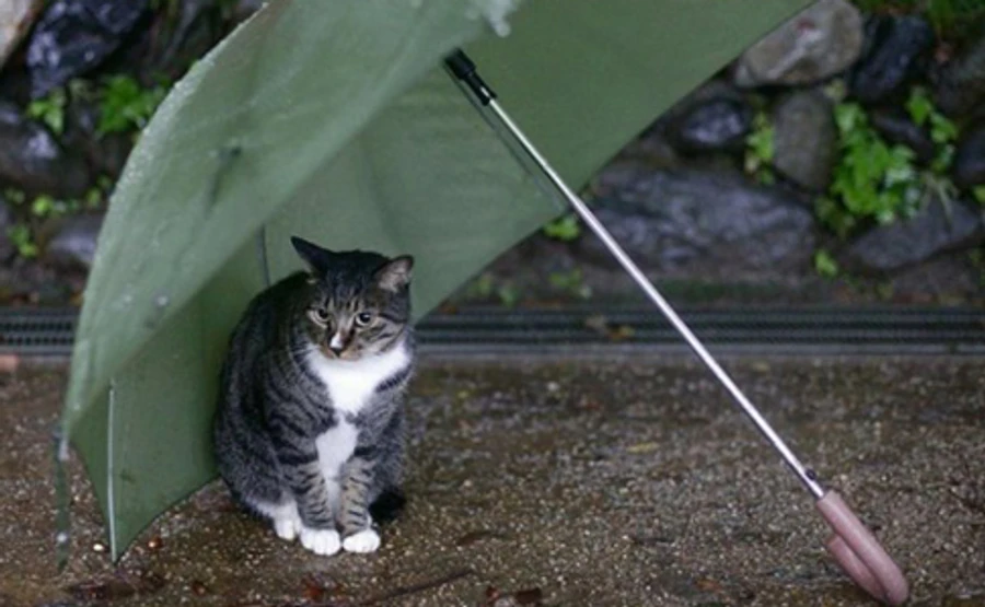 В среду погода имеет все шансы получить категорию какабеки – синоптик