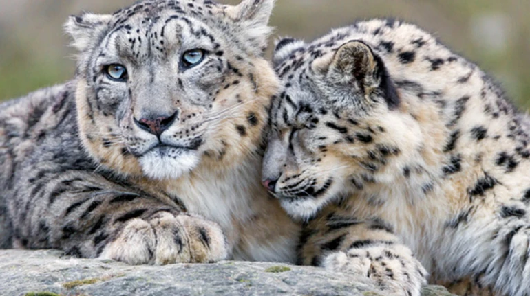 Каракали, сервали та інші кішки: як добре ви знаєте родичів котів? ТЕСТ