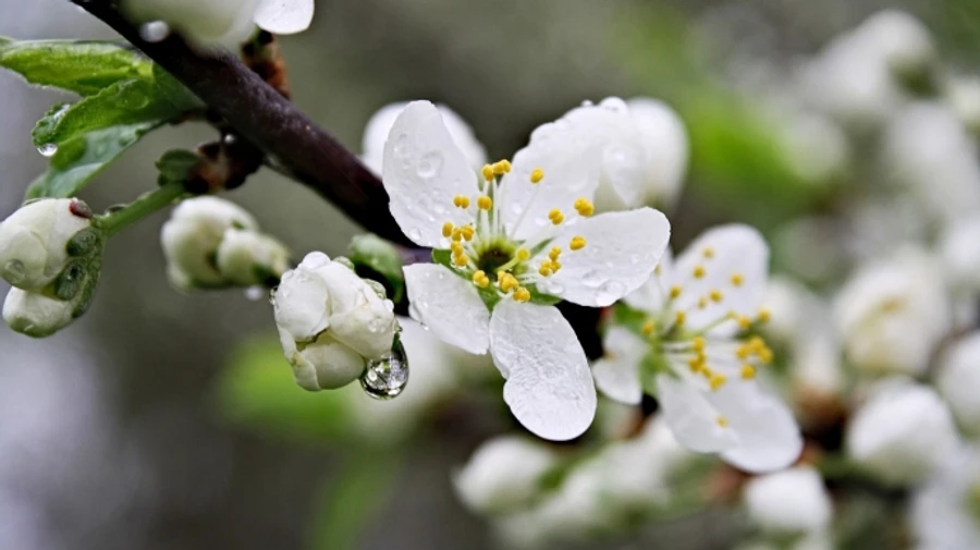 На выходных в Украине местами пройдут дожди