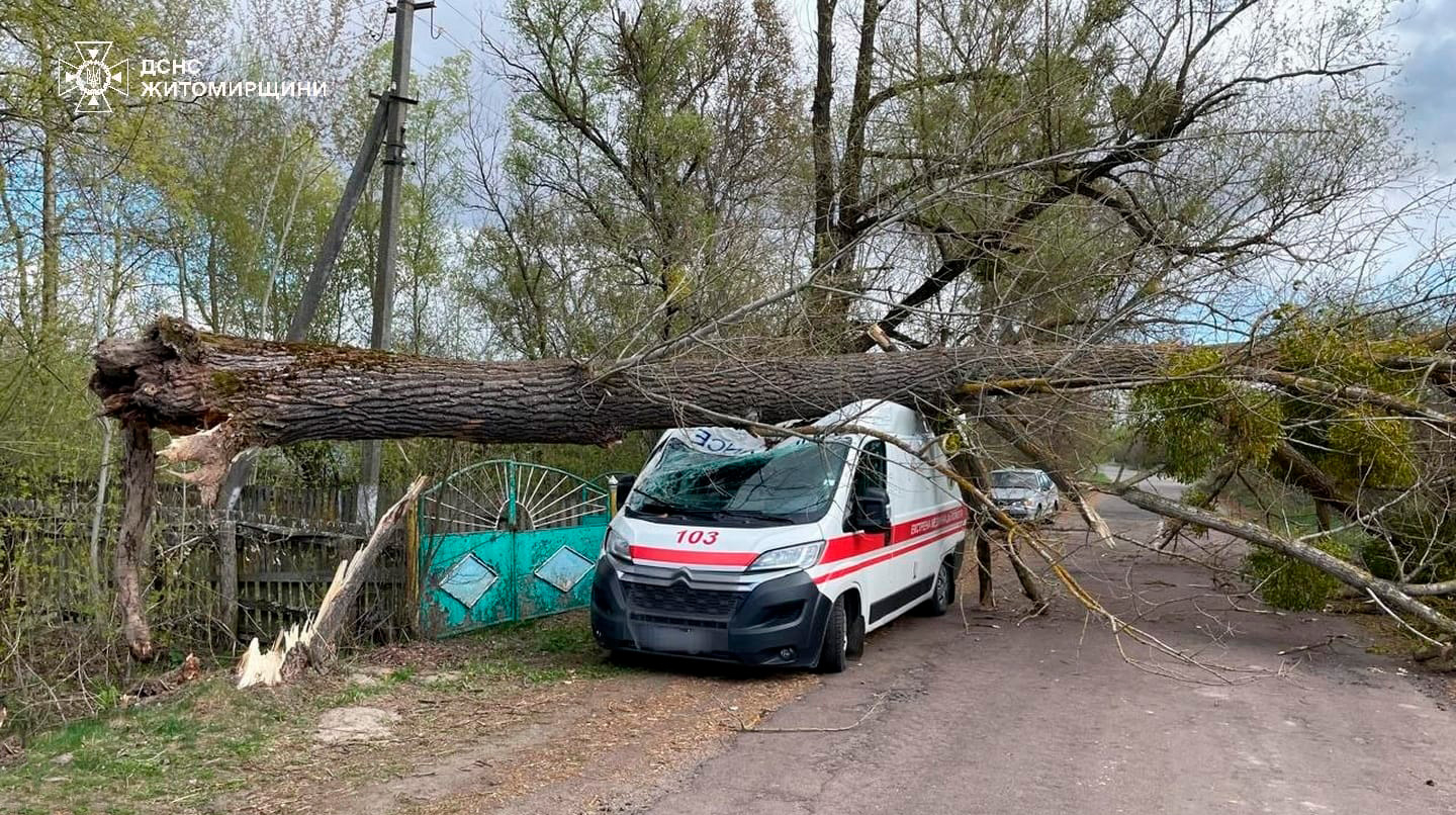 ДСНС: На Житомирщині дерево впало на 
