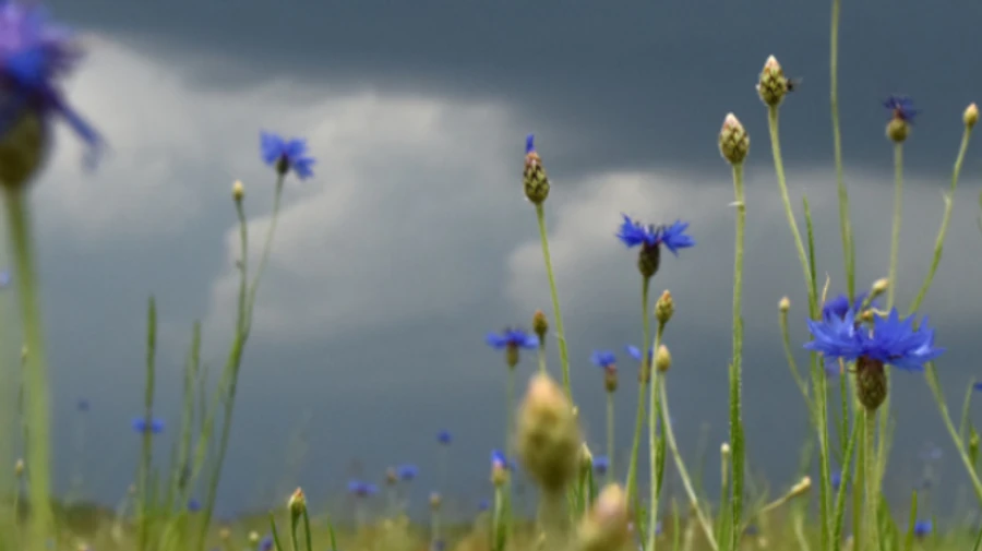 В Україні пануватиме прохолода, подекуди - з блискавицями