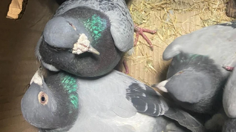 Мужчина принес из России контрабандных голубей- спортсменов