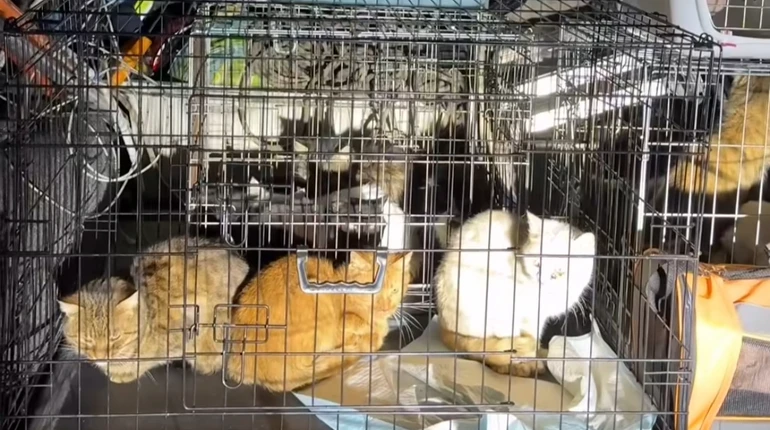 Освенцим для тварин: на Київщині у волонтера виявили 50 закатованих звірів, ще 40 – врятували