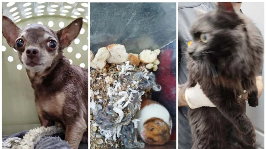 Animal welfare volunteers rescue people and pets from under rubble after Russian attack on Kyiv – photo