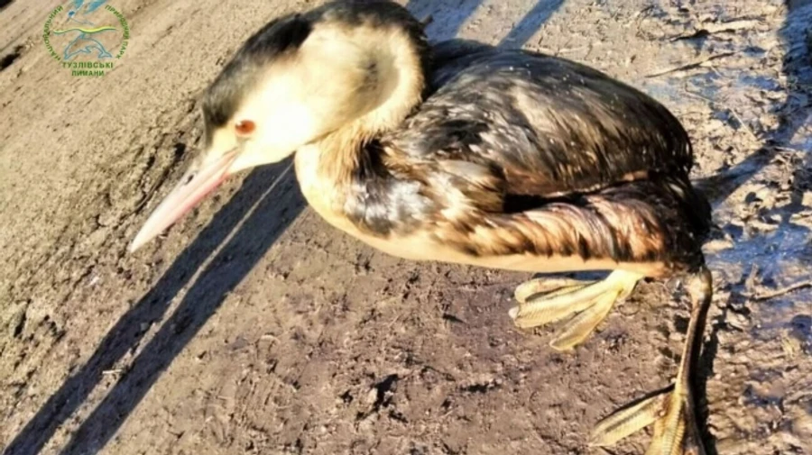 Aftermath of Russian tanker accident: birds covered in oily liquid spotted in Odesa Oblast – photos