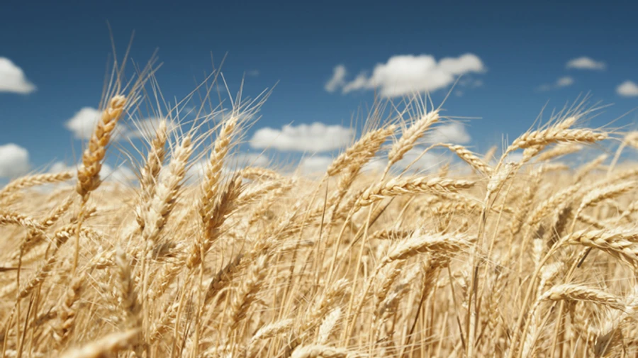 США выделяют $250 млн на поддержку сельского хозяйства Украины