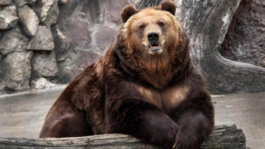 На балансі Укрзалізниці знайшли двох ведмедів, тепер вони емігрують