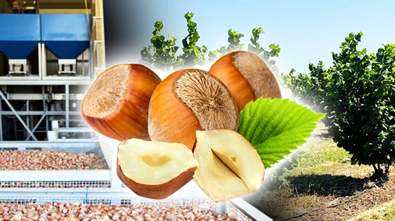 Бізнес на горіхах. Як підприємець з Одещини вирощує фундук та виготовляє тонни солодощів