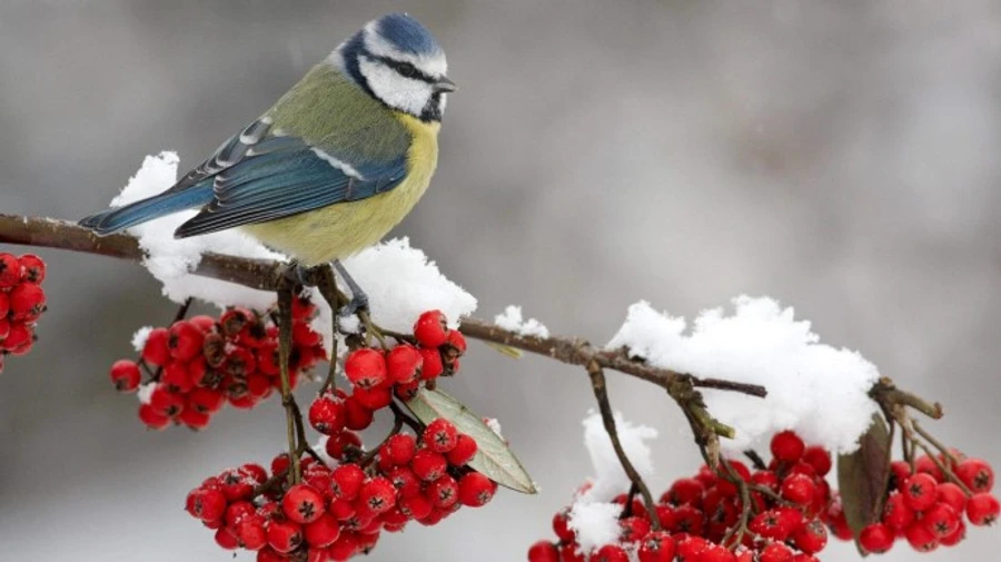 Погода у вихідні: Україну охоплять нічні морози