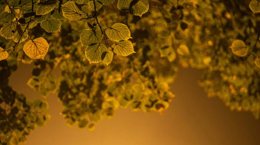 Жовтень у Києві виявився найтеплішим за 140 років