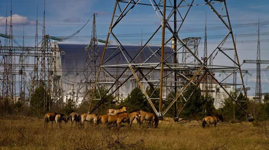 Пожары уничтожили 5% Чернобыльского заповедника