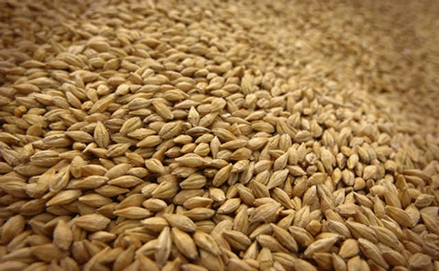 Державна зернова корпорація втратила додатковий дохід на десятки мільярдів