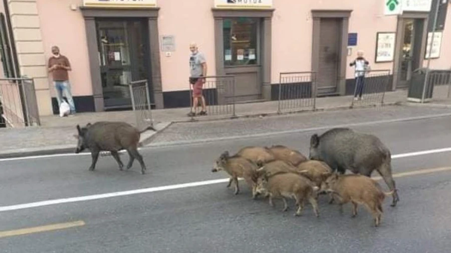 По улицам Рима бродят дикие кабаны, политики не знают, что с ними делать