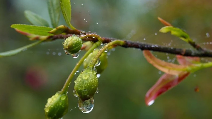 В Україні задощить і похолоднішає 