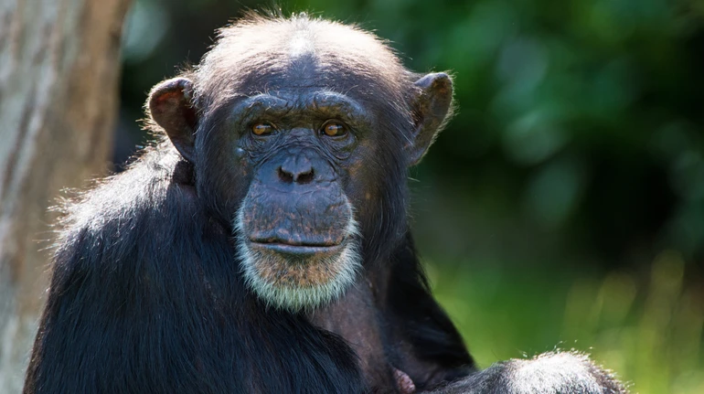 Впливає середовище? Вчені назвали ймовірні причини одностатевої сексуальної поведінки серед приматів
