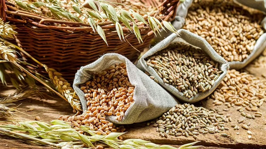 Five EU countries reject Kyiv's plan to limit export of agricultural products – media