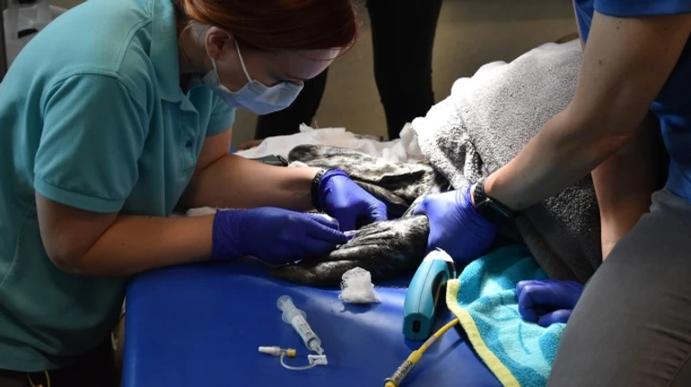 Ковід: в зоопарку США підтвердили нові випадки зараження серед тварин