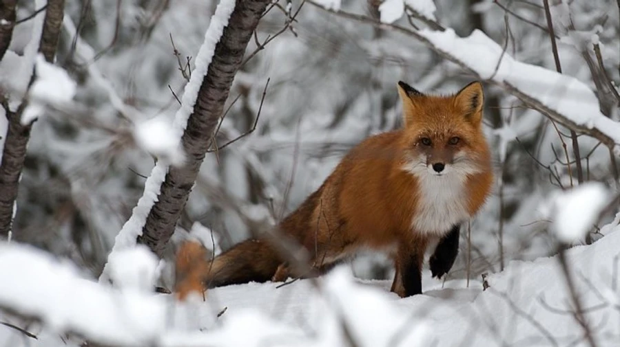 Погода: тепло зміниться на холод