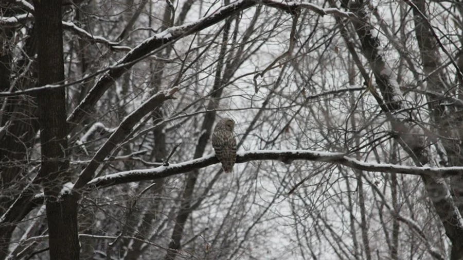 В Украине прогнозируют небольшой снег с дождем