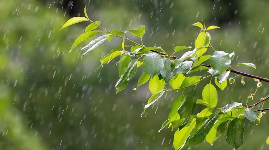 Дожди и грозы – погода на ближайшие дни