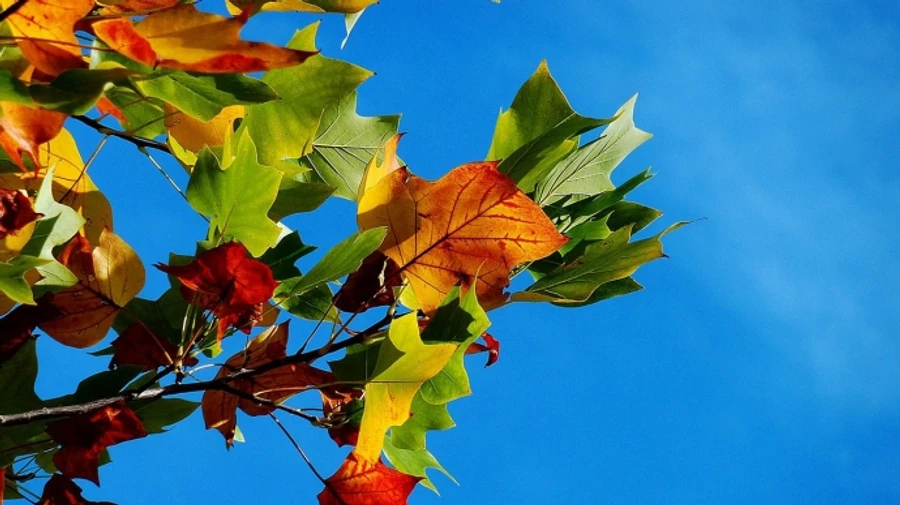 В Україні буде тепло, на заході пройдуть дощі