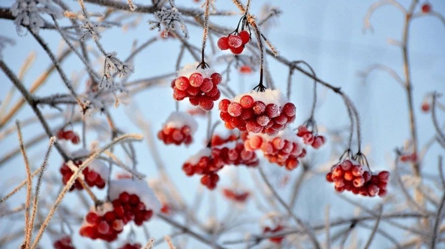 В Украине в ближайшие дни будет морозец, но без осадков