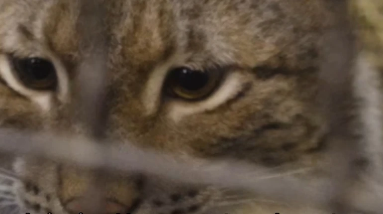 Врятована євразійська рись Урса вирушить з Київщини до Британії: туди вже евакуювали 5 левів