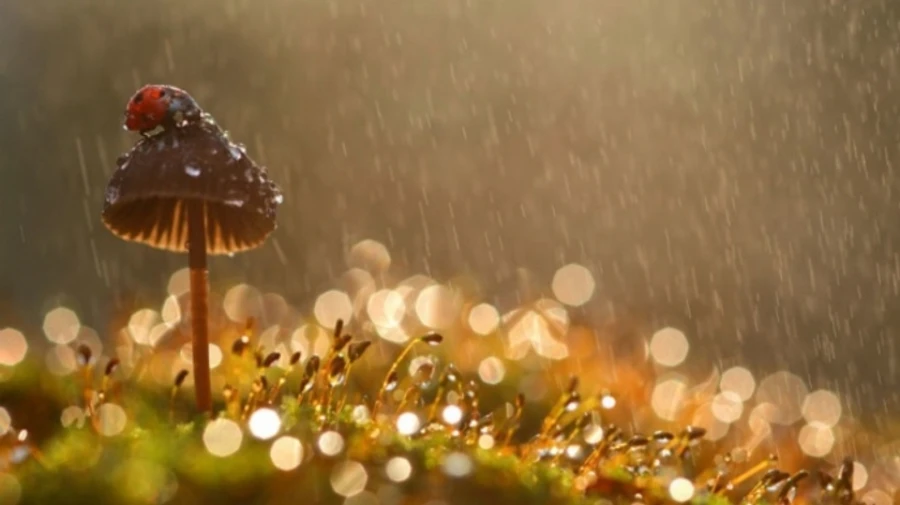 Украинцев ждут жаркие выходные: местами до +37°, кратковременные дожди