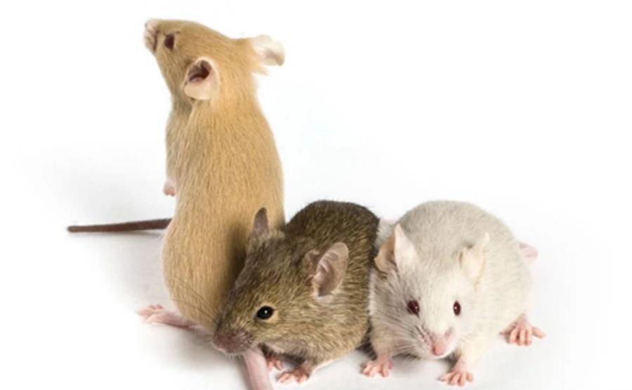 Китайцы едят живых мышей: слова итальянского губернатора возмутили Пекин