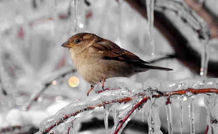Синоптики рассказали, в каких областях ударят морозы до -20°