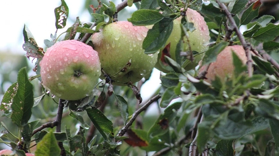 Майже по всій Україні прогнозують короткочасні дощі та грози