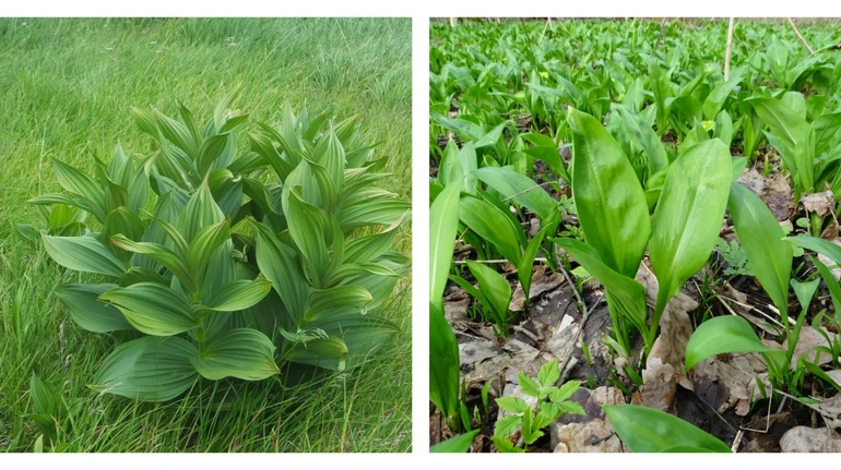 Черемша чи чемериця? У МОЗ пояснили, як не додати смертельно небезпечну рослину у весняний салат