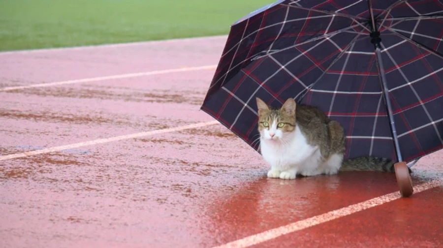 У п'ятницю в Україні потепліє, а в суботу – задощить 