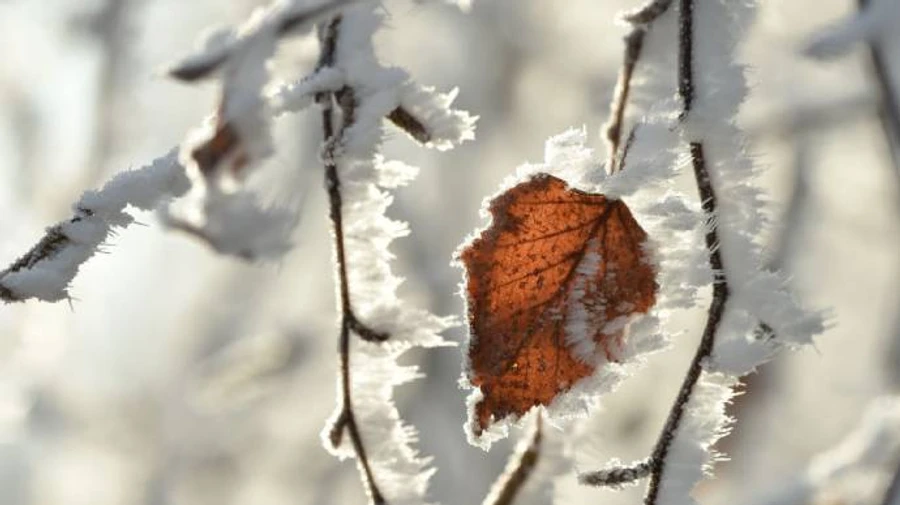 Нічні морози в Україні затримаються, проте до кінця тижня вдень буде тепло