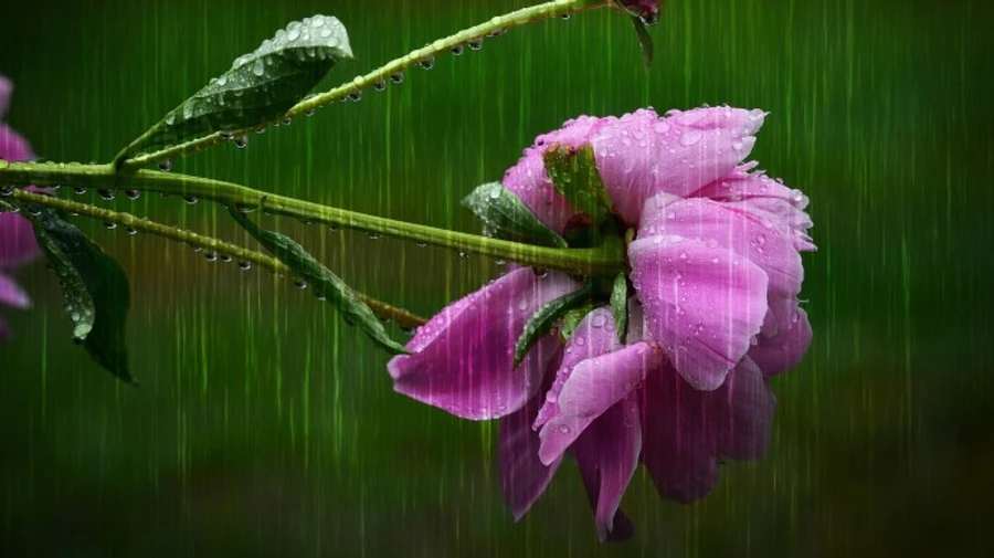 Спека і дощ: з’явився прогноз погоди на вихідні