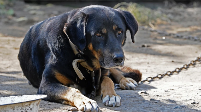 Петиція про заборону утримання собак на ланцюгу набрала лише 115 голосів: уряд її не розглядатиме