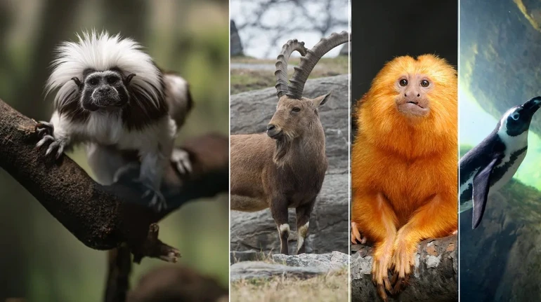 Google допомагає зберегти генетичну інформацію рідкісних видів тварин за допомогою ШІ