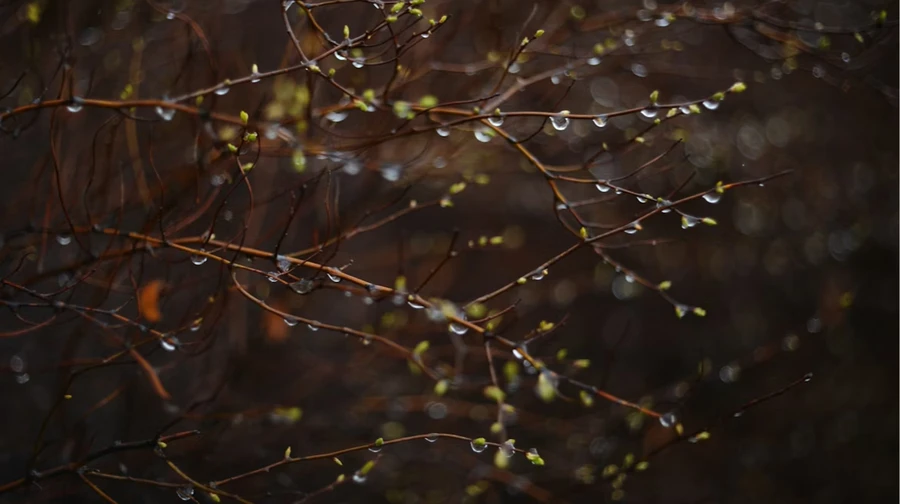 Дождь, снег и туман – погода в Украине на ближайшие дни