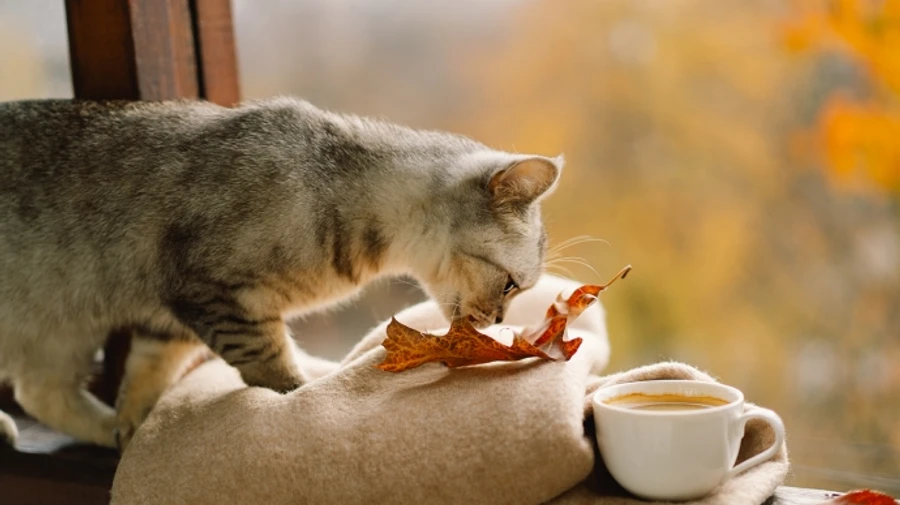 Погода на початку тижня потішить відносним теплом