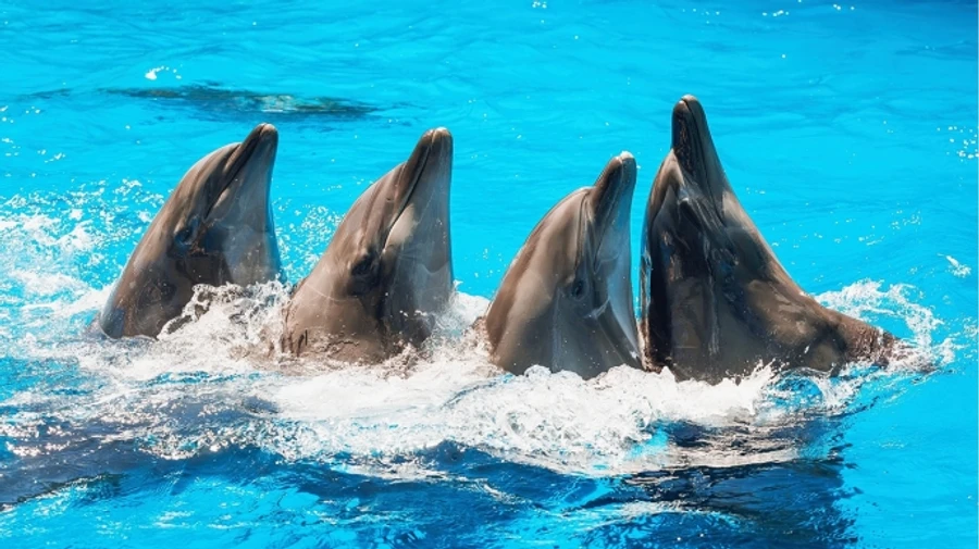 Director of Ukrainian Nemo dolphinarium convicted of collaboration with Russians