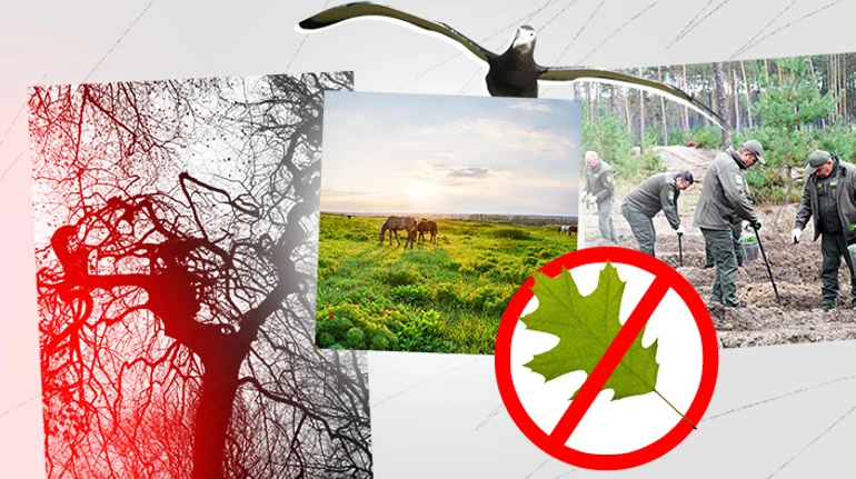 Заповітний мільярд. Чому в Україні стає менше справжніх лісів, коли садять так багато дерев