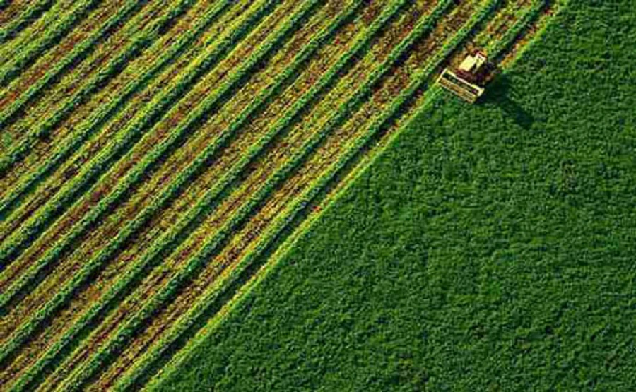 Рада може ухвалити земельну реформу вже 14 січня – радник прем’єра