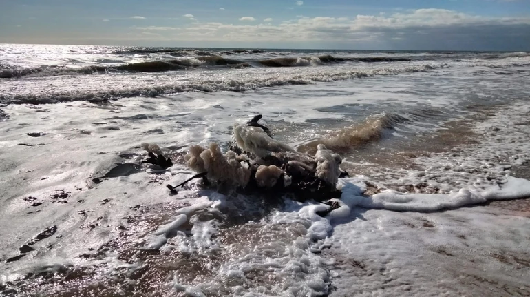 Екологічний терор: на Одещині виявили нові плями у морі й загиблих птахів після російської атаки