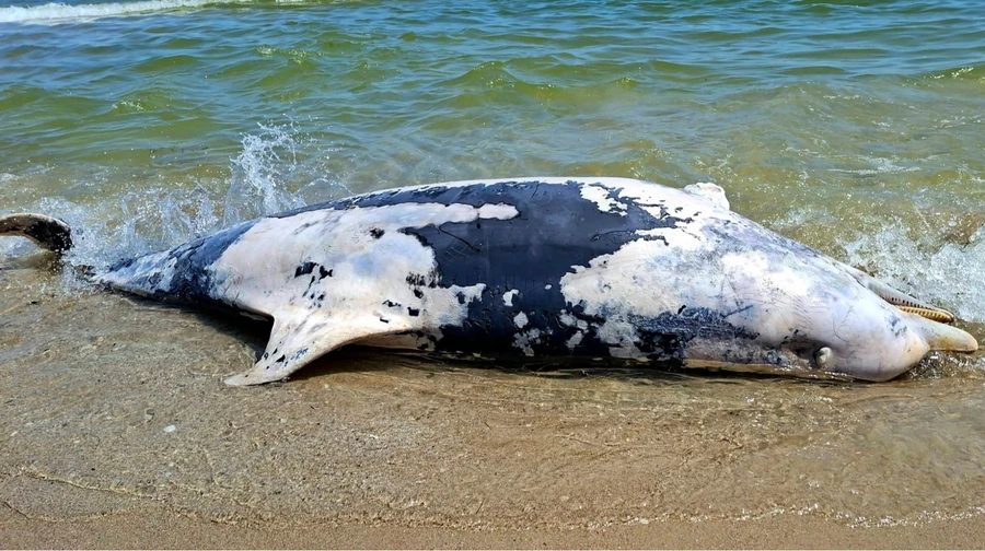 Russia's war pushes Black Sea ecosystem to brink as 22 cetaceans found dead in Odesa Oblast national park