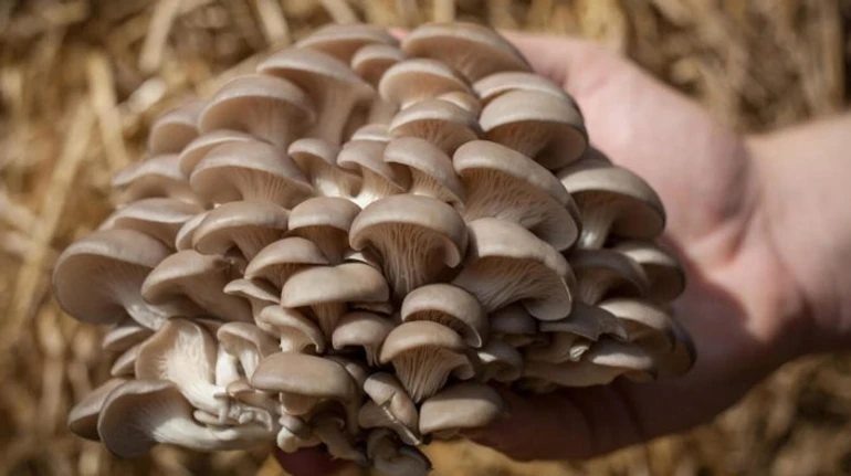 Як вирощувати гливи вдома: поради