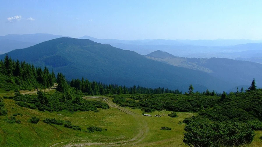 На Прикарпатье нашли тела двух мужчин: пошли по грибы и не вернулись