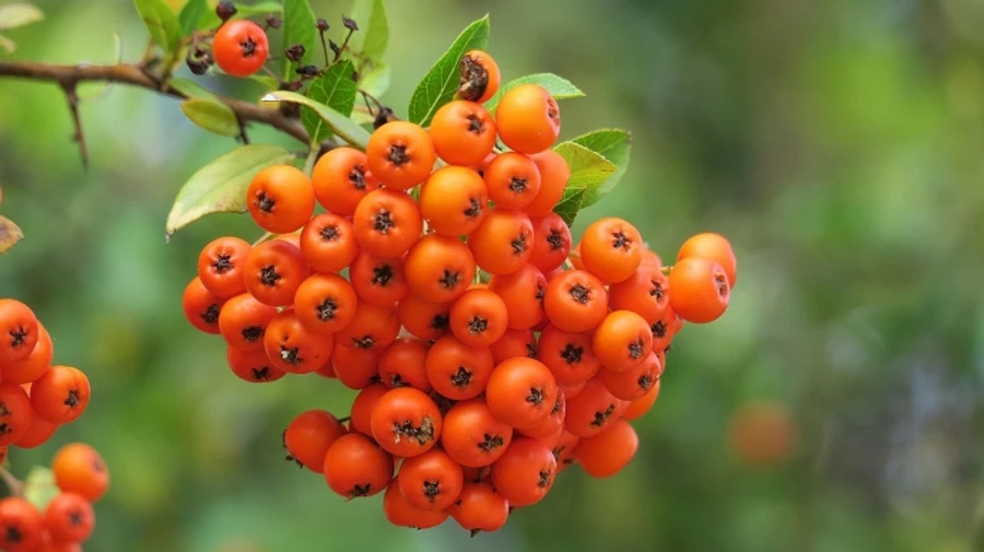 Начало сентября будет теплым, на западе и юго-востоке страны пройдут дожди