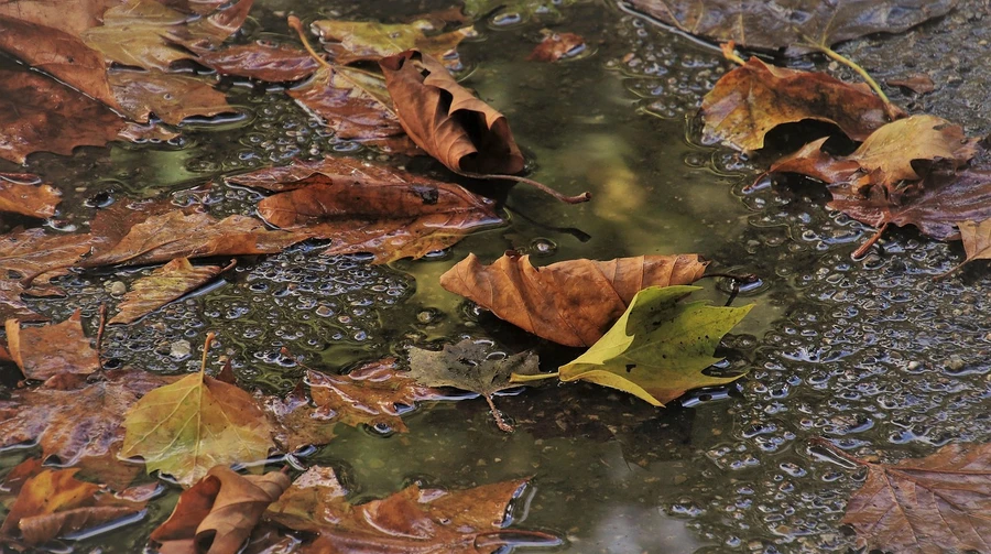 Light rains and fog - the weather for the coming days