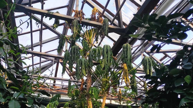 Денацифікація дійшла до рослин: у київському ботсаду через блекаут вмирають від холоду рідкісні рослини